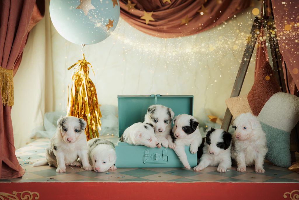 fotografia-navidad-irene-miravete-mascotas